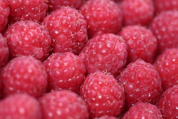 Fresh Sweet Raspberries Background Shallow Dof — Stock Photo, Image