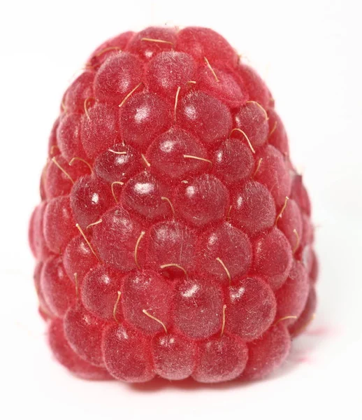 One Rich Raspberry Fruit White Background Macro — Stock Photo, Image