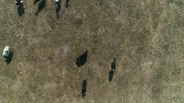 Vue du dessus des vaches sur une ferme en zone rurale à Sao Paulo, Brésil 