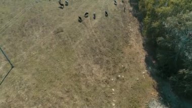 Sao Paulo, Brezilya için kırsal alanda bir çiftlikte inekler, üstten görünüm