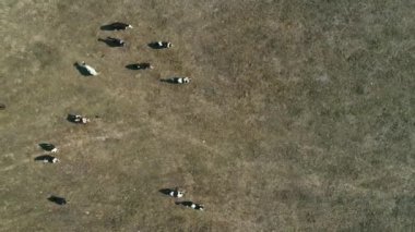 Sao Paulo, Brezilya için kırsal alanda bir çiftlikte inekler, üstten görünüm