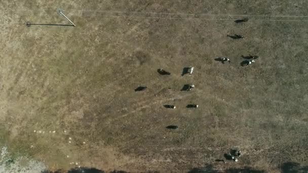 Vue du dessus des vaches sur une ferme en zone rurale à Sao Paulo, Brésil — Video