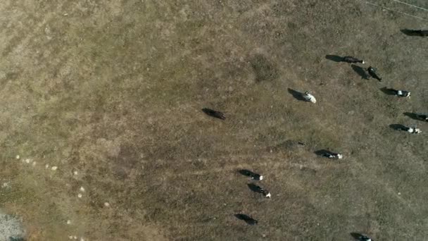 Vista Superior Vacas Una Granja Área Rural Sao Paulo Brasil — Vídeos de Stock