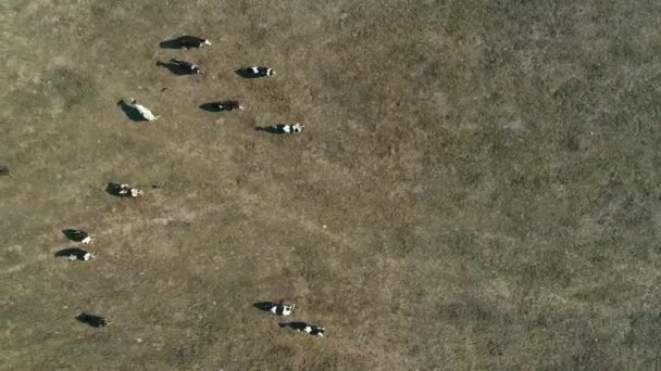 Vue du dessus des vaches sur une ferme en zone rurale à Sao Paulo, Brésil 