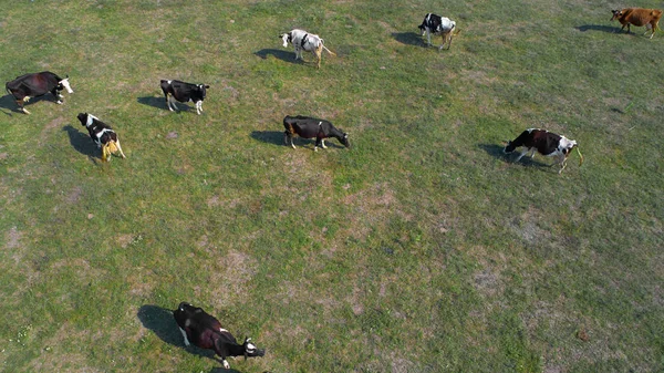 Aerial view of cows on green pasture in Ukraine — Stock Photo, Image