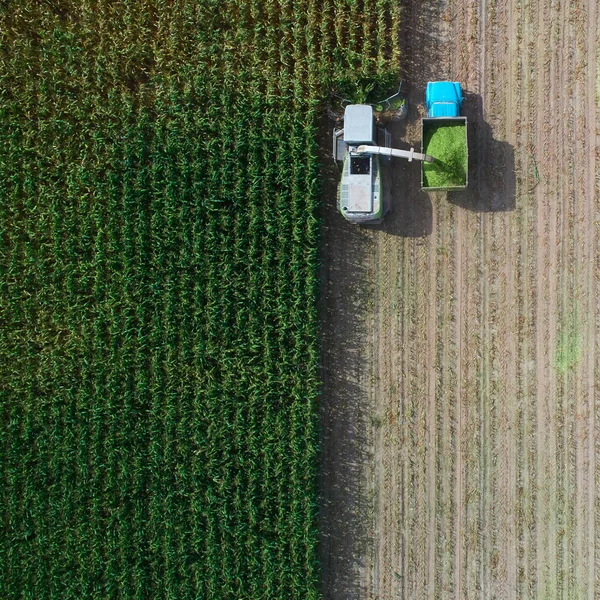 Combine harvester pours corn grain into the truck body. Harvester harvests corn. Collect corn cobs with the help of a combine harvester. — Stock Photo, Image