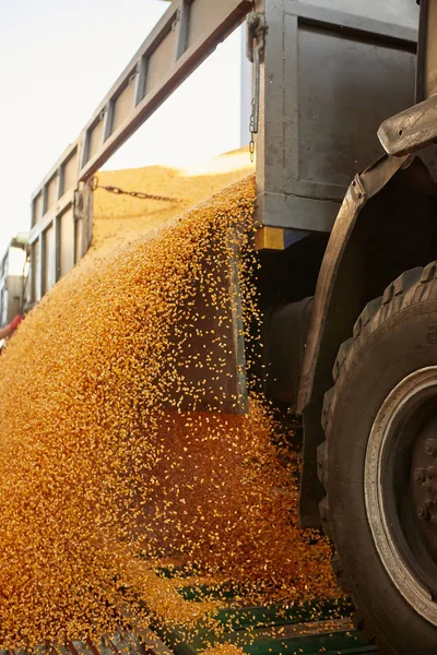 Silo saco em uma fazenda com cerca e campo. Rural, imagem do campo, cena da indústria agrícola . — Fotografia de Stock