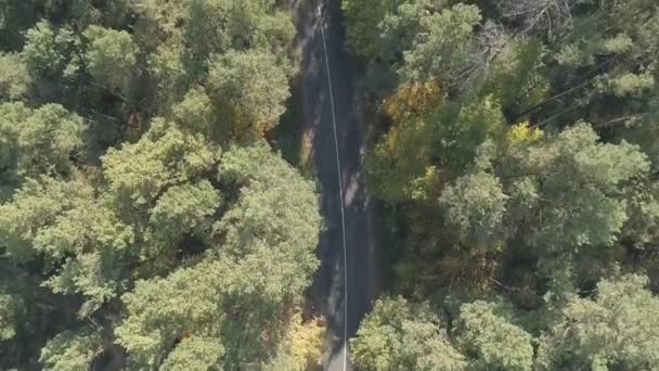 Aerial view flying over old patched two lane forest road with car moving green trees of dense woods growing both sides. Car driving along the forest road. AERIAL: Car driving through pine forest — Stock Video