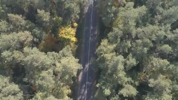 Вид с воздуха, пролетающий над старой двухполосной лесной дорогой с автомобилем, движущимся зелеными деревьями густых лесов, растущими с обеих сторон. Автомобиль едет по лесной дороге. AERIAL: Автомобиль проезжает через сосновый лес — стоковое видео
