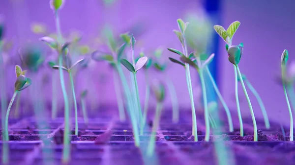 Groene sprout groeien uit zaad in vierkante dozen. Symbool van nieuw leven — Stockfoto