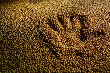 Soya fasulyesi tohumu çatlamak önce. Sığ dof.