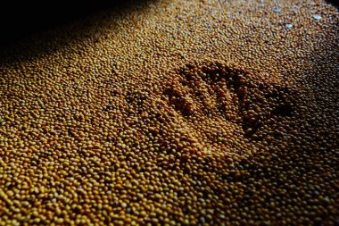 Soya fasulyesi tohumu çatlamak önce. Sığ dof.