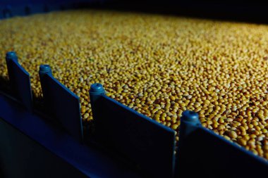 Soya fasulyesi tohumu çatlamak önce. Sığ dof.