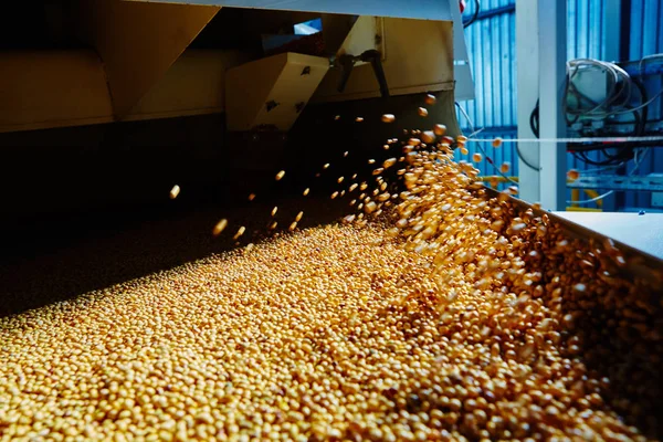 Soy Bean Seed before crack. Shallow dof. — Stock Photo, Image