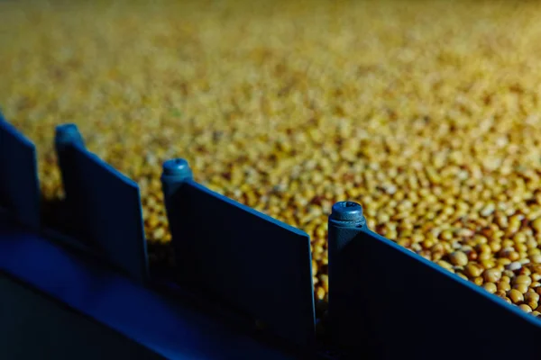 Soy Bean Seed before crack. Shallow dof. — Stock Photo, Image