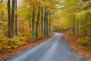 Sonbahar orman. Orman köy yolunda gün batımında ile. Ağaçlar, kırsal road, turuncu yaprak ve mavi gökyüzü, renkli yatay. Seyahat. Sonbahar arka plan. Sihirli orman.