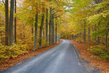 Sonbahar orman. Orman köy yolunda gün batımında ile. Ağaçlar, kırsal road, turuncu yaprak ve mavi gökyüzü, renkli yatay. Seyahat. Sonbahar arka plan. Sihirli orman.