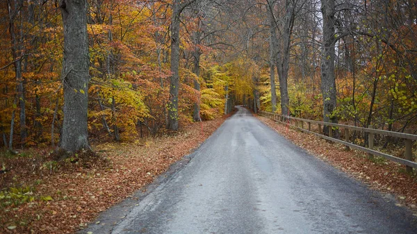 Bosque de otoño. Bosque con carretera de campo al atardecer. Paisaje colorido con árboles, camino rural, hojas naranjas y cielo azul. Viajar. Fondo de otoño. Bosque mágico . — Foto de Stock