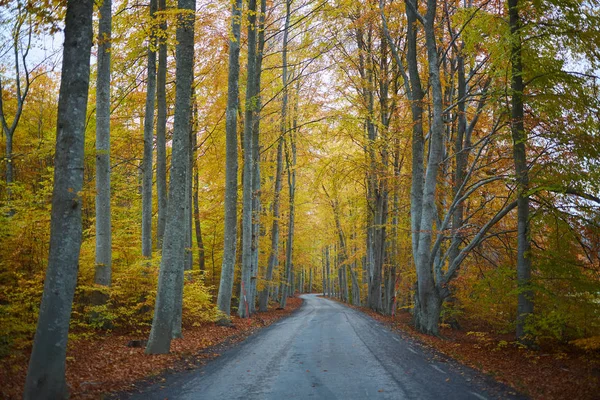 Forêt d'automne. Forêt avec route de campagne au coucher du soleil. Paysage coloré avec arbres, route rurale, feuilles orange et ciel bleu. Voyage. Fond d'automne. Forêt magique . — Photo