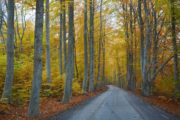 Forêt d'automne. Forêt avec route de campagne au coucher du soleil. Paysage coloré avec arbres, route rurale, feuilles orange et ciel bleu. Voyage. Fond d'automne. Forêt magique . — Photo