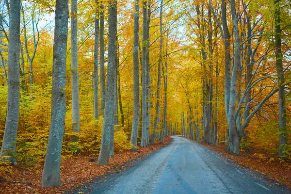 Floresta de outono. Floresta com estrada rural ao pôr-do-sol. Paisagem colorida com árvores, estrada rural, folhas de laranja e céu azul. Viajar. Fundo de outono. Floresta mágica . — Fotografia de Stock