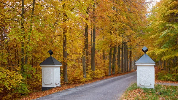 秋天的森林。日落时与乡村道路的森林。五颜六色的风景与树木, 乡村道路, 橙色的叶子和蓝色的天空。旅行。秋天背景。神奇的森林. — 图库照片