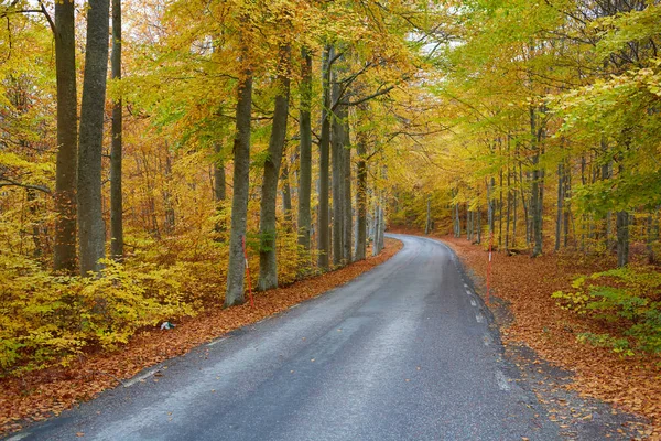 Floresta de outono. Floresta com estrada rural ao pôr-do-sol. Paisagem colorida com árvores, estrada rural, folhas de laranja e céu azul. Viajar. Fundo de outono. Floresta mágica . — Fotografia de Stock