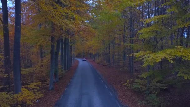 Bosque de otoño. Bosque con carretera rural — Vídeo de stock