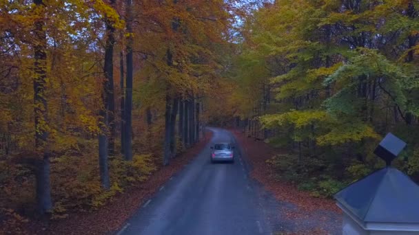 Herfst bos. Bos met landweg — Stockvideo