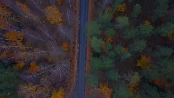 Vista aérea del bosque grueso en otoño con el corte de carreteras a través — Vídeo de stock