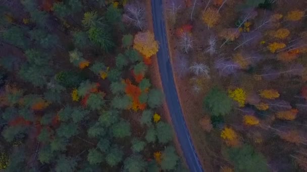 Luchtfoto van dik bos in de herfst met doorsnede van de weg — Stockvideo