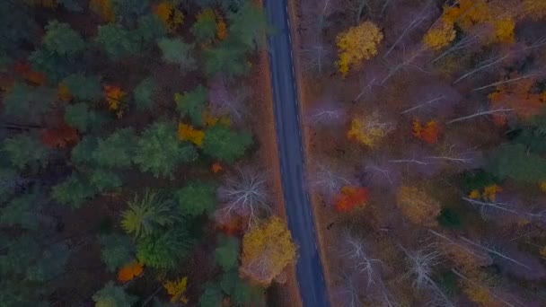 Luchtfoto van dik bos in de herfst met doorsnede van de weg — Stockvideo