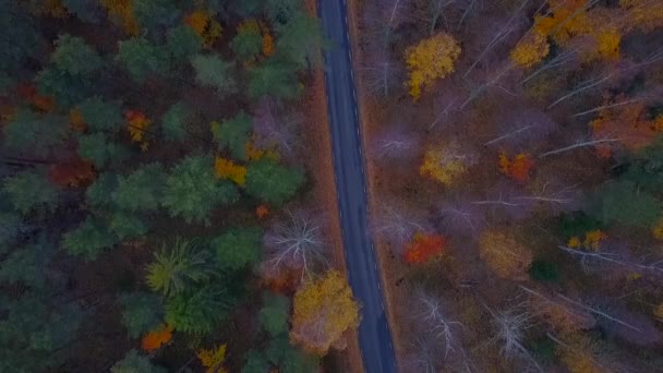 秋天森林茂密 道路纵横的空中景观 — 图库视频影像