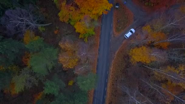 Vista aérea de floresta espessa no outono com corte de estrada através — Vídeo de Stock