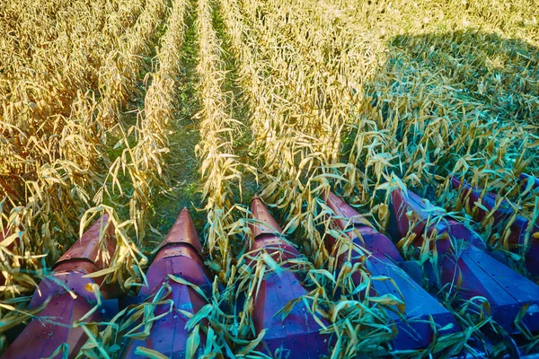 Vista da cabine da ceifeira-debulhadora durante o trabalho no campo de milho — Fotografia de Stock