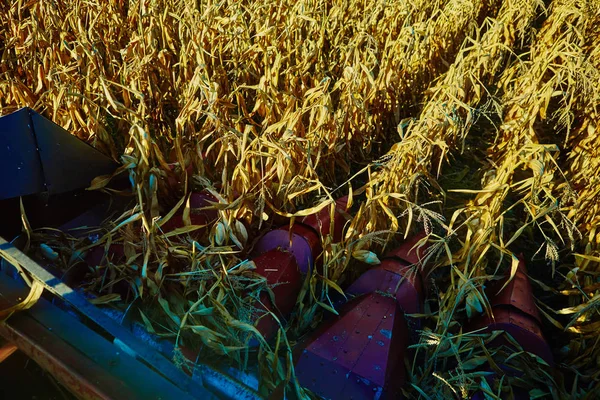 Vista da cabine da ceifeira-debulhadora durante o trabalho no campo de milho — Fotografia de Stock