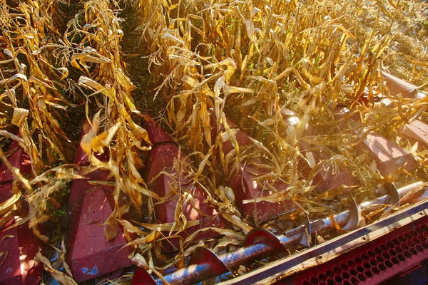 Вид з кабіни комбайна під час роботи на кукурудзяному полі — стокове фото
