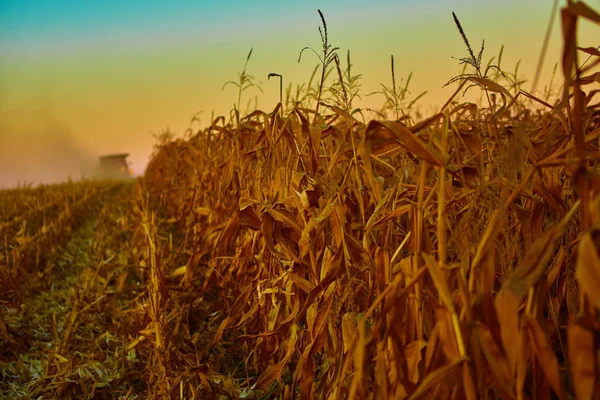 A colheita de campos de milho com combinar — Fotografia de Stock