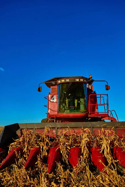 A kukorica mezőket betakarításának össze — Stock Fotó