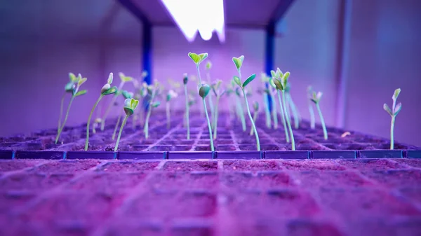 Πράσινο βλαστάρι αναπτύσσονται από σπόρους σε τετράγωνα πλαίσια. Σύμβολο της νέας ζωής — Φωτογραφία Αρχείου