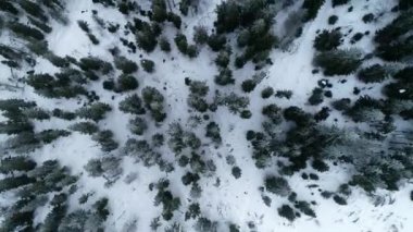 İğne yapraklı kış orman manzaralı yukarıdan, yoğun iğne yapraklı orman üst, görünümü anteni kış çam ormanları, çam ve köknar, karda, havadan görünümü çam ağaçları kış dağ orman üzerinde uçuş
