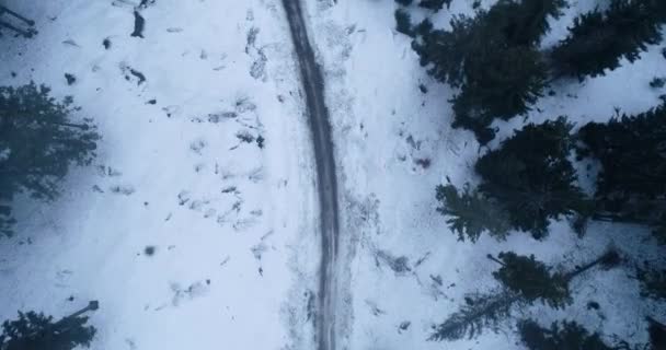 Panoramic view of snowy mountains with big green trees in snow. Birds eye view of wild flora in Ukrainian Carpathians Mountains — Stock Video