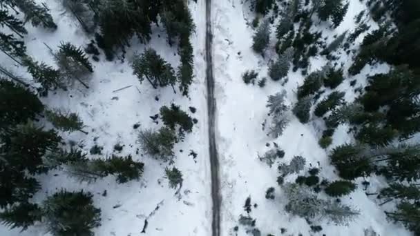 冬天森林中的路。大雪。鸟瞰. — 图库视频影像