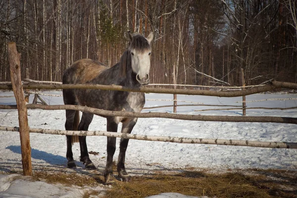 Hermoso caballo sobre un fondo de un paisaje de invierno . — Foto de Stock
