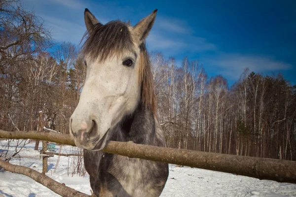 Beau cheval sur fond de paysage hivernal . — Photo