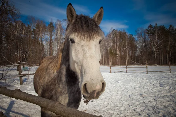 Beautiful horse on a background of a winter landscape. — Stock Photo, Image