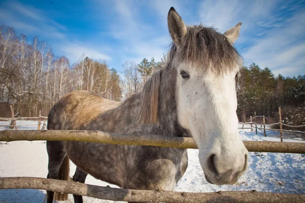 Beautiful horse on a background of a winter landscape. — Stock Photo, Image