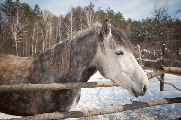 Vacker häst på en bakgrund av ett vinterlandskap. — Stockfoto