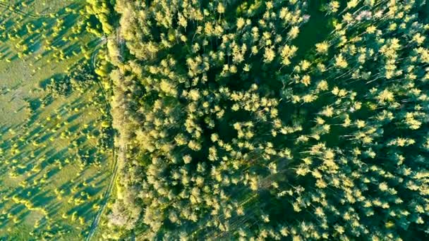 Aerial drone strzał nad lasem Europy Północnej — Wideo stockowe