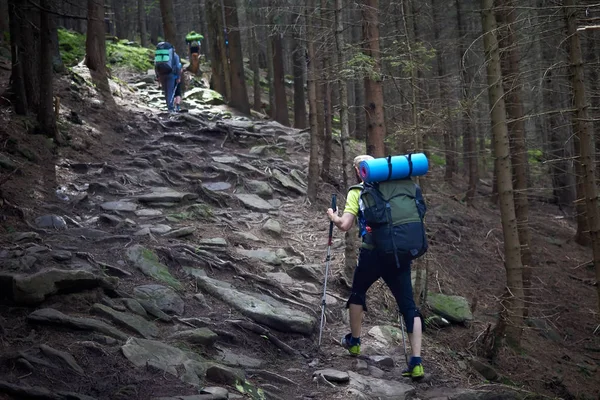 Vista trasera de los turistas con mochilas están escalando por un sendero rocoso en un bosque de montaña . — Foto de Stock